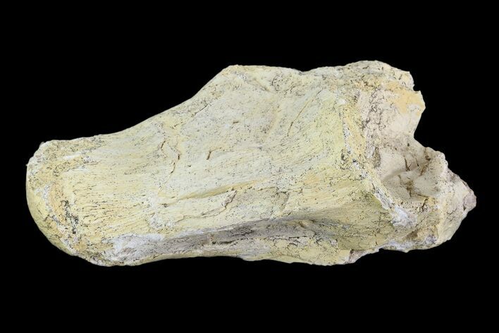 Mosasaur (Platecarpus) Dorsal Vertebra - Kansas #93761
